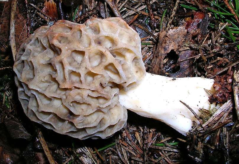 Oltingue  ( FRA )    24. Aprile 2005